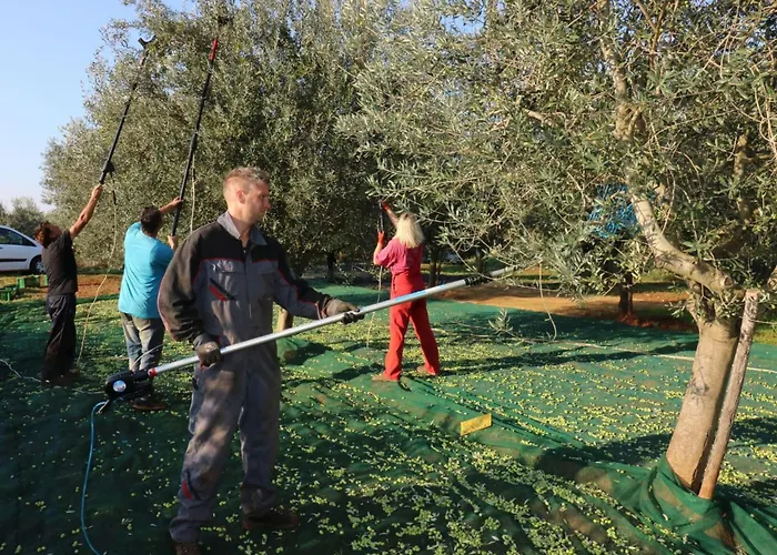 Melisa 5 By Interhome